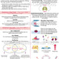 DBT Mindfulness Skills (PDF)